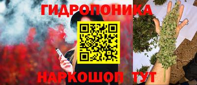шишки Кимры