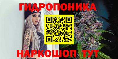 шишки Кимры